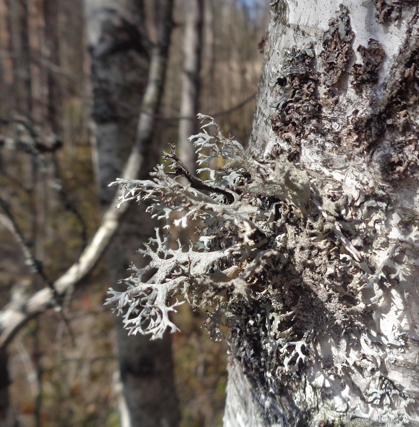 Image of genus Evernia specimen.