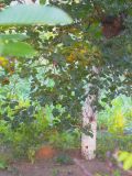 Cerasus vulgaris