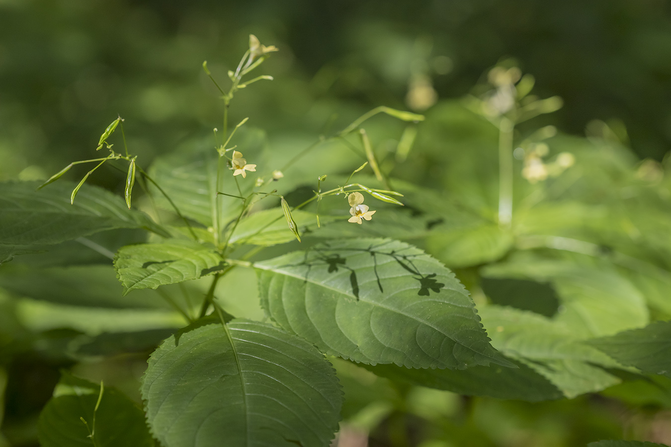 Изображение особи Impatiens parviflora.