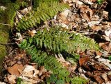 Polystichum aculeatum