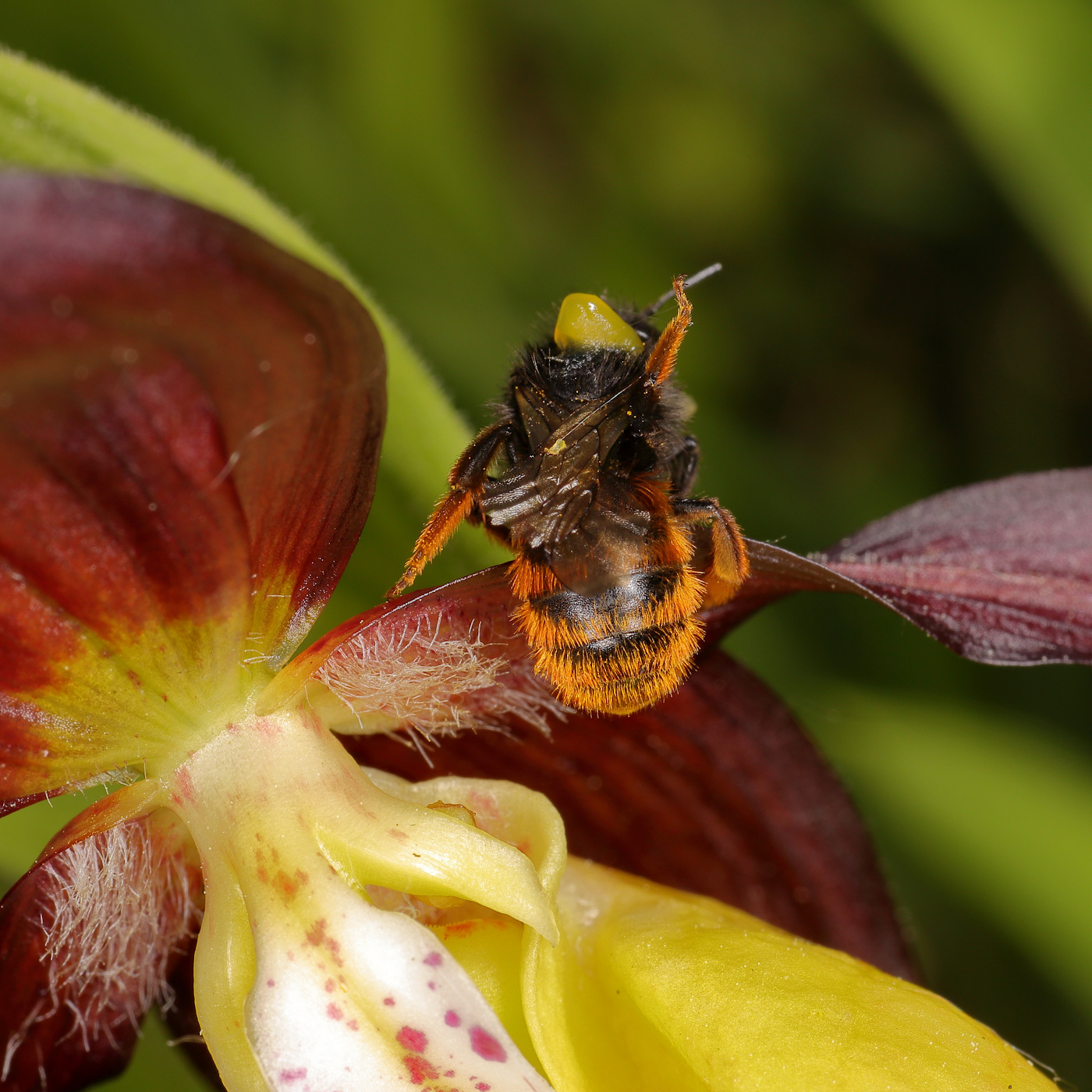 Image of Cypripedium calceolus specimen.