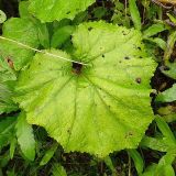 Tussilago farfara