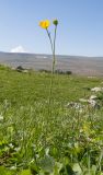 Ranunculus crassifolius. Цветущее растение. Кавказский биосферный заповедник, Азишский перевал, ≈ 1700 м н.у.м., субальпийский луг. 31.08.2019.