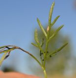 Kadenia dubia