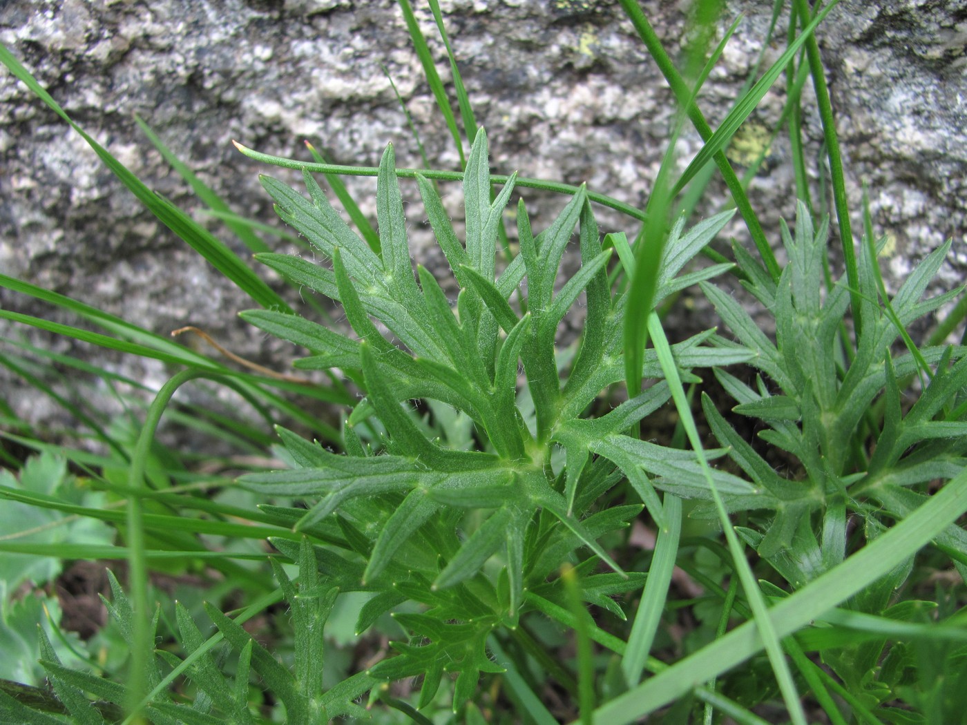 Изображение особи Anemonastrum speciosum.