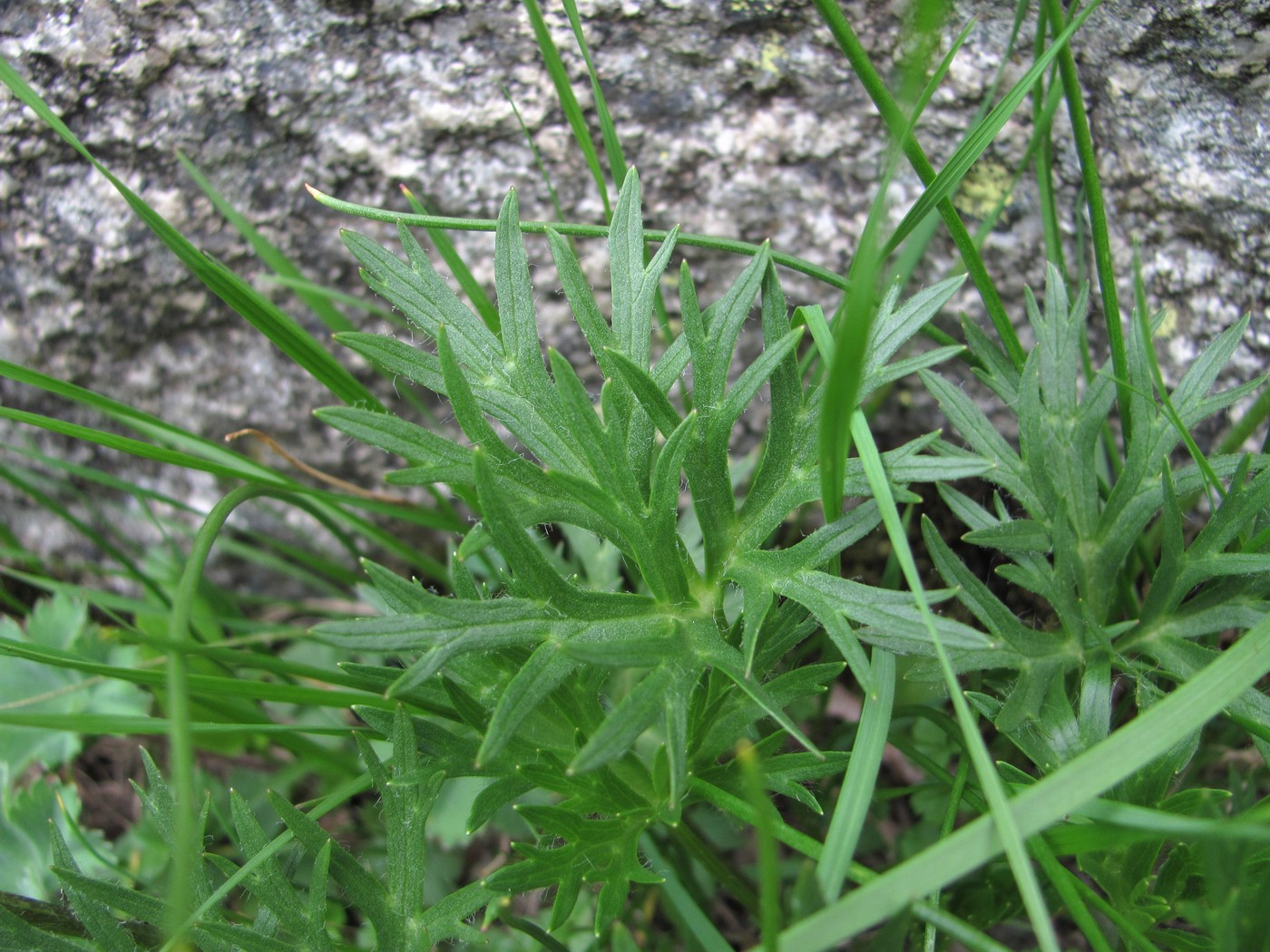 Image of Anemonastrum speciosum specimen.