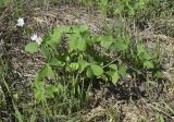 Oxalis debilis