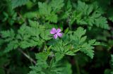 Geranium robertianum. Цветок, бутоны и листья. Московская обл., окр. г. Железнодорожный, опушка смешанного леса. 30.05.2020.