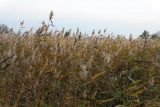 Phragmites australis