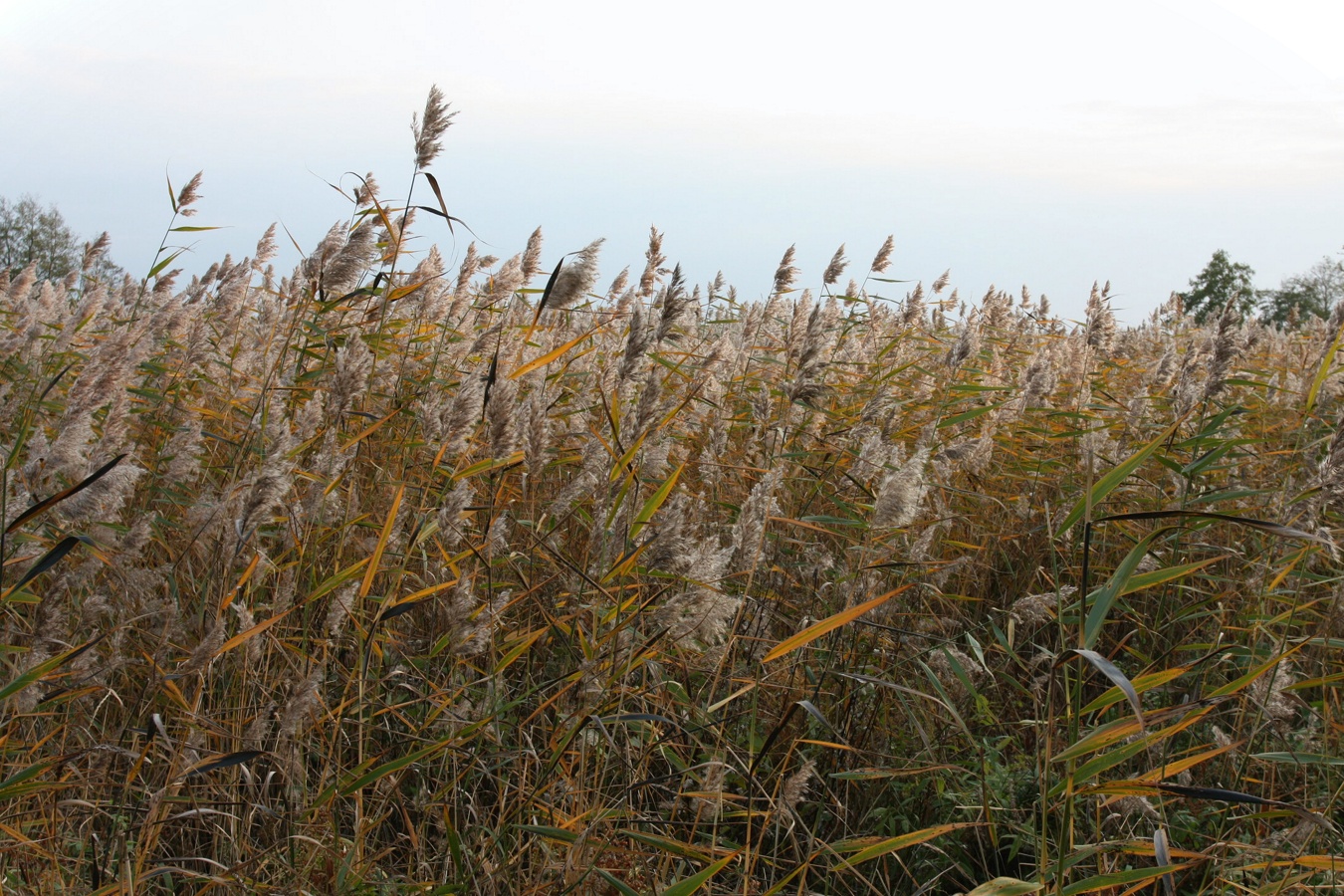 Image of Phragmites australis specimen.