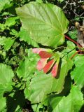 Acer tataricum