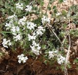 genus Draba