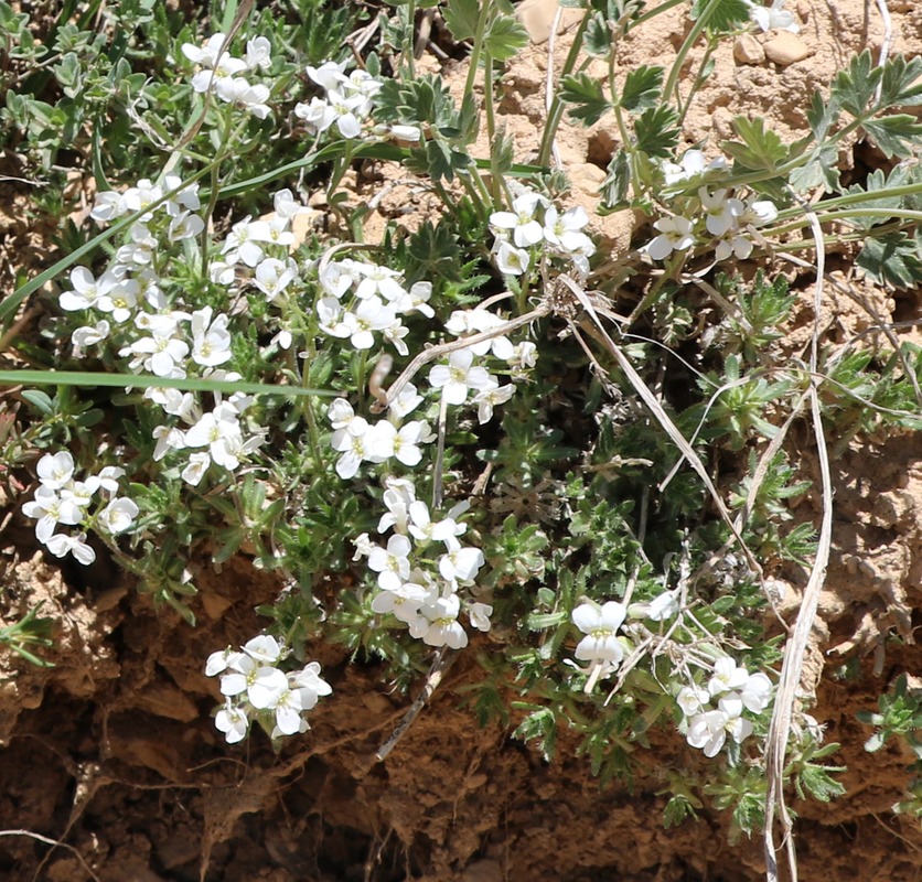 Изображение особи род Draba.