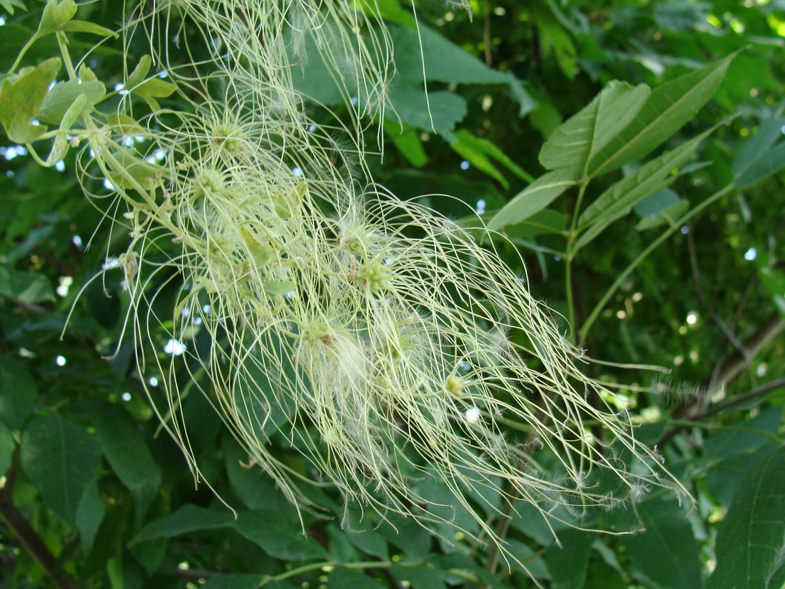 Image of Clematis orientalis specimen.