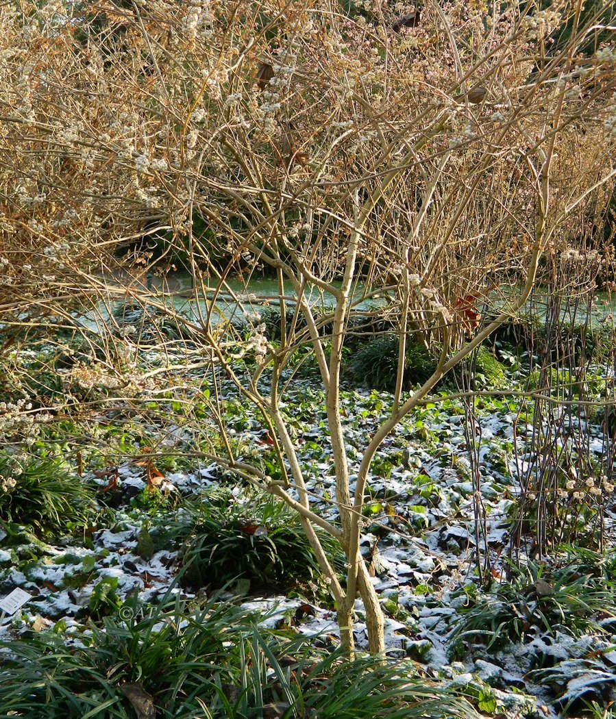 Image of Callicarpa dichotoma specimen.