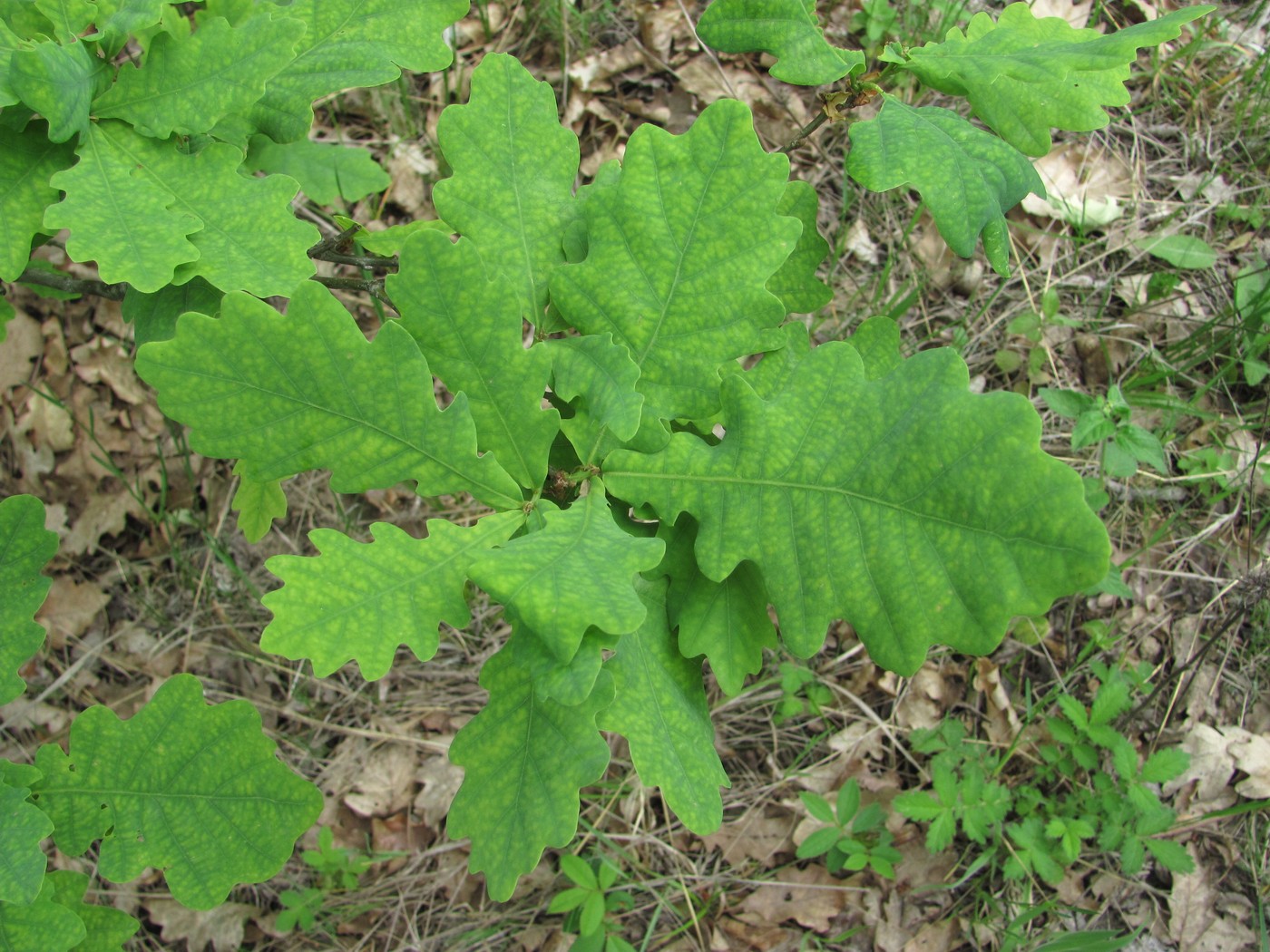 Image of Quercus robur specimen.