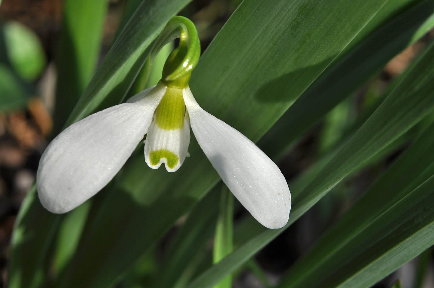 Изображение особи Galanthus elwesii.