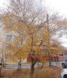 Ulmus pumila
