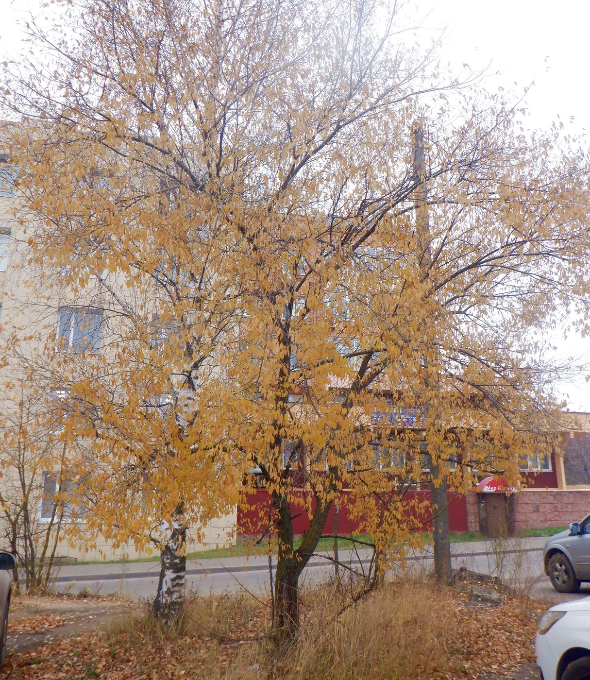 Image of Ulmus pumila specimen.