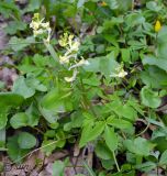 Corydalis marschalliana