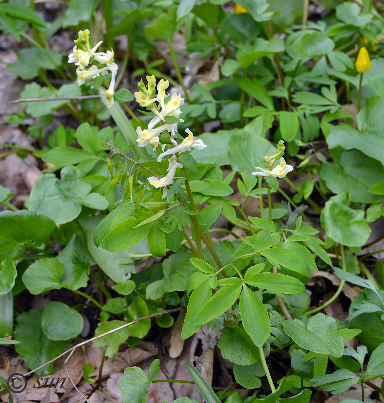 Изображение особи Corydalis marschalliana.