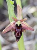 Ophrys × aghemanii