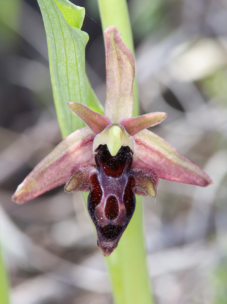 Изображение особи Ophrys × aghemanii.