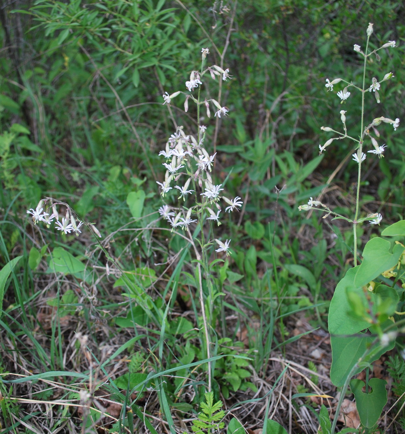 Image of Silene nutans specimen.