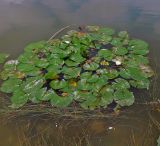 Nymphaea candida