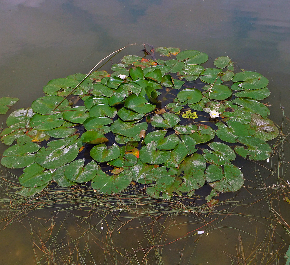 Image of Nymphaea candida specimen.