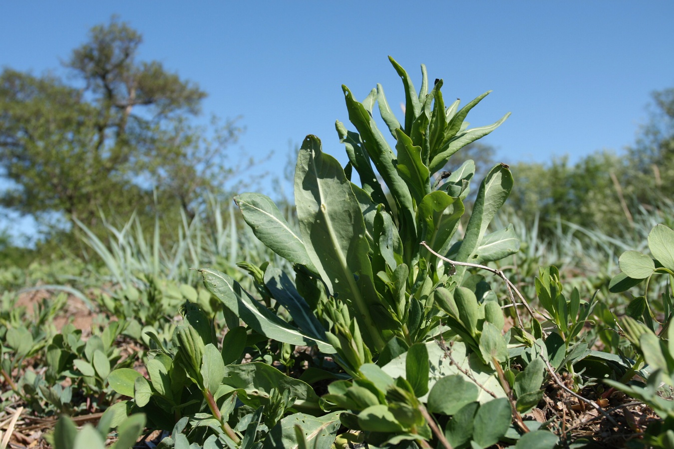 Image of Isatis tinctoria specimen.