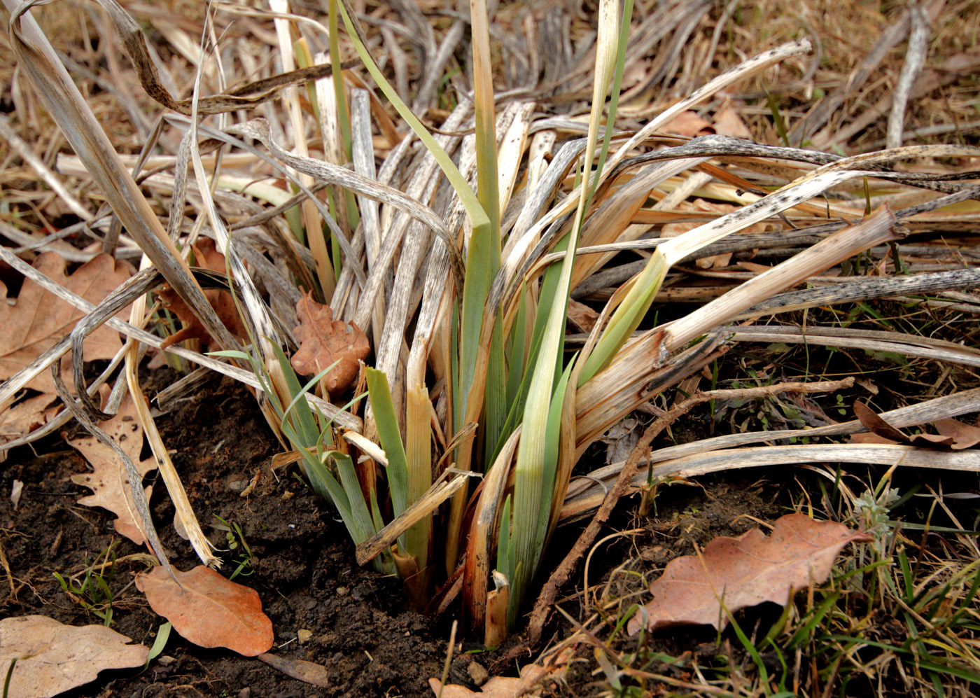 Image of genus Iris specimen.