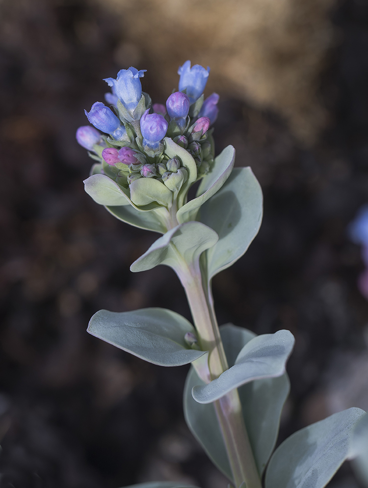 Image of Mertensia maritima specimen.