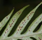 Woodwardia prolifera