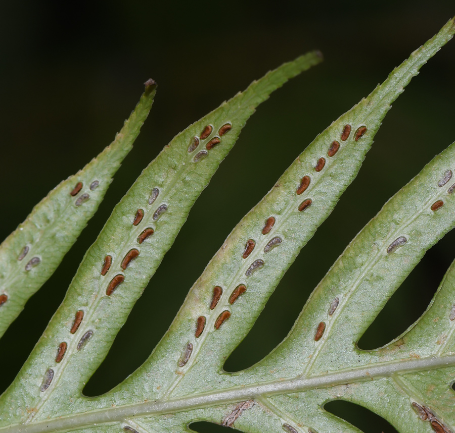 Image of Woodwardia prolifera specimen.