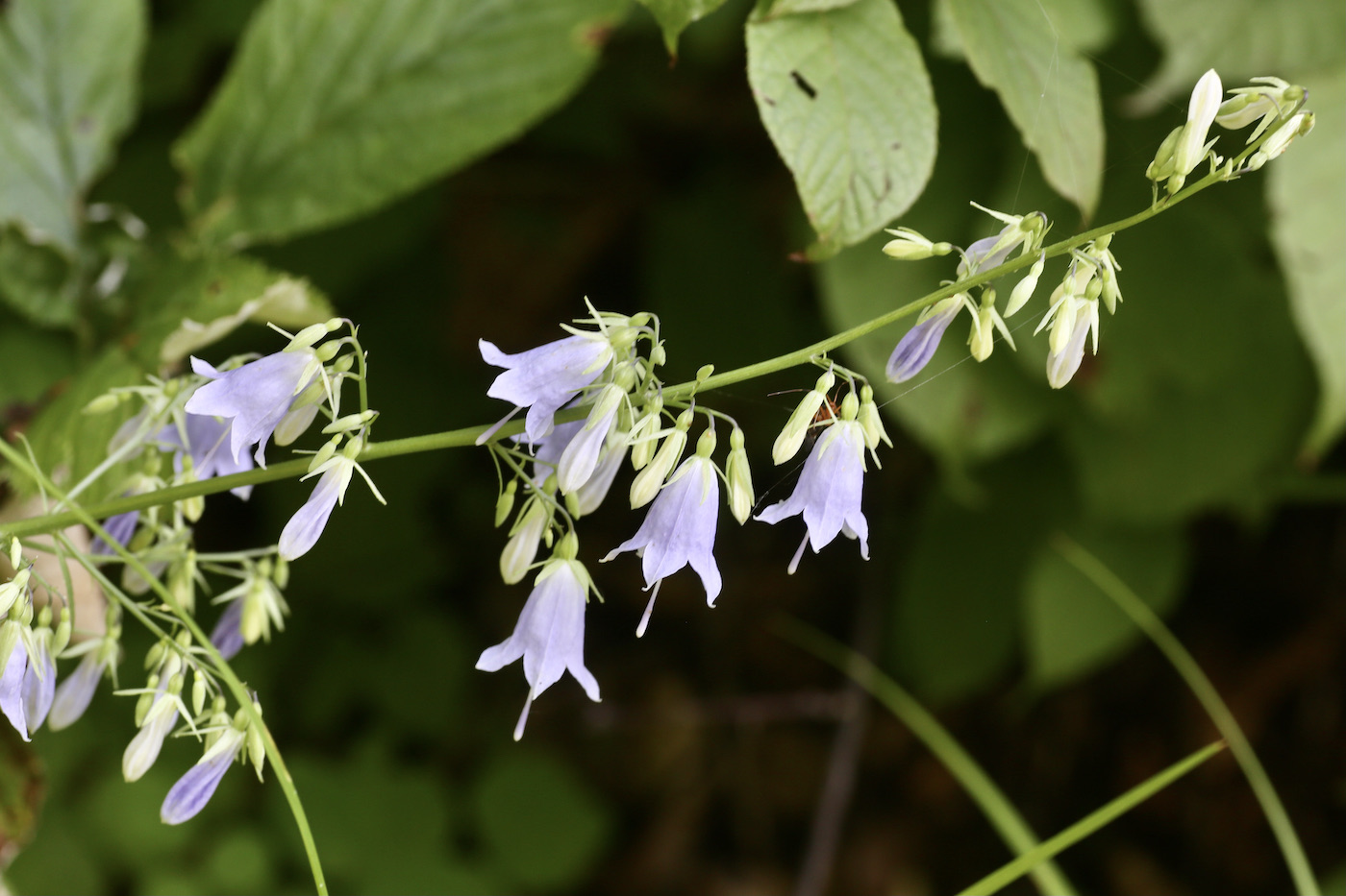 Изображение особи Adenophora pereskiifolia.