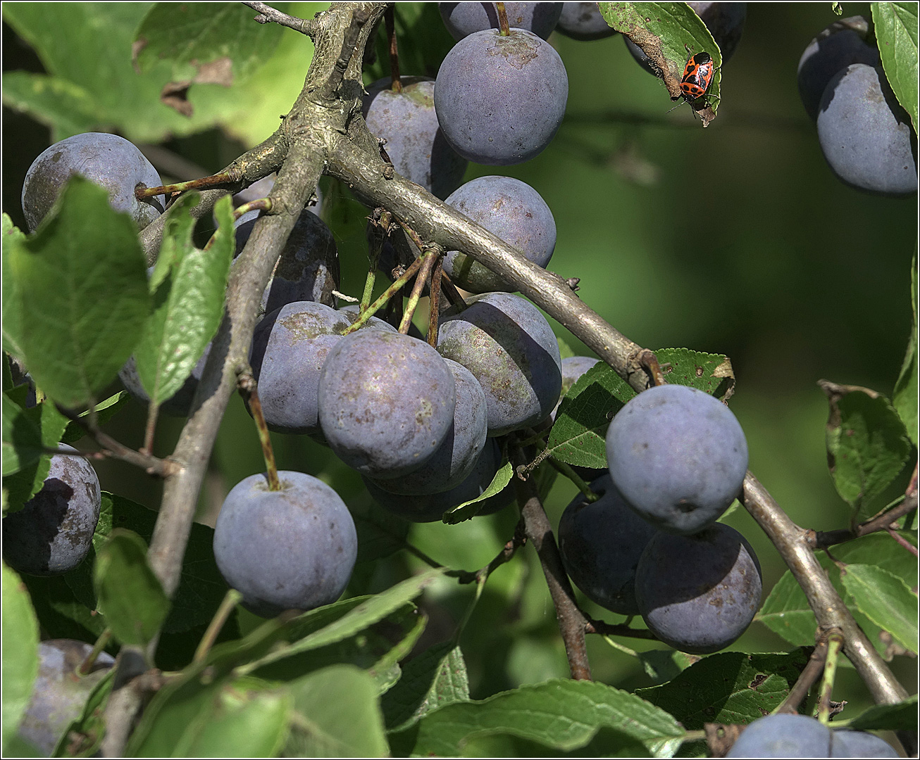 Изображение особи Prunus spinosa.