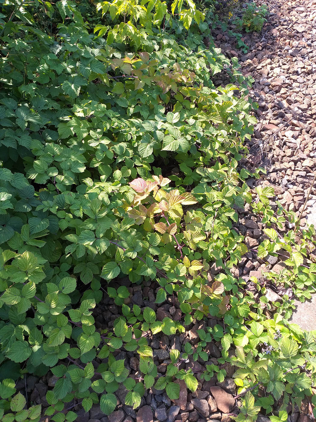 Image of Rubus &times; idaeoides specimen.