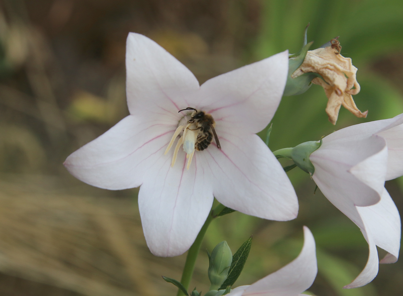 Image of Platycodon grandiflorus specimen.