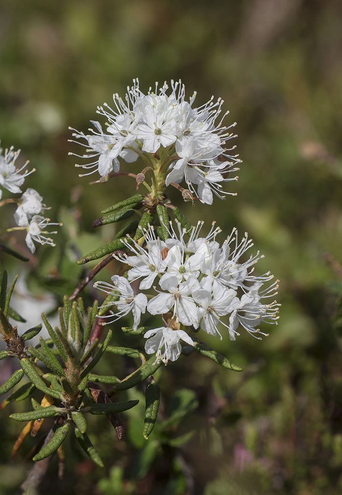 Image of Ledum palustre specimen.