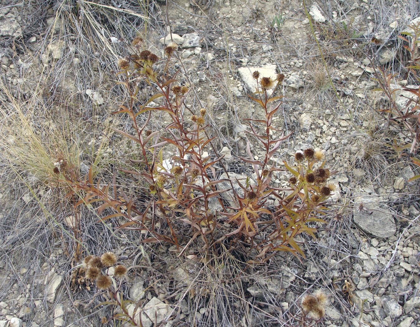 Image of genus Inula specimen.