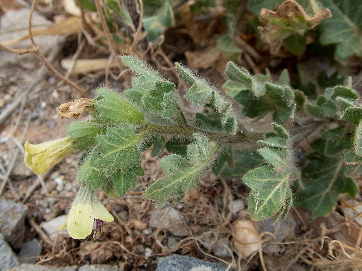 Изображение особи Hyoscyamus albus.