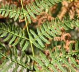 Pteridium aquilinum. Часть вайи (вид на абаксиальную поверхность). Португалия, округ Брага, г. Брага (Braga), горный склон. Июль.