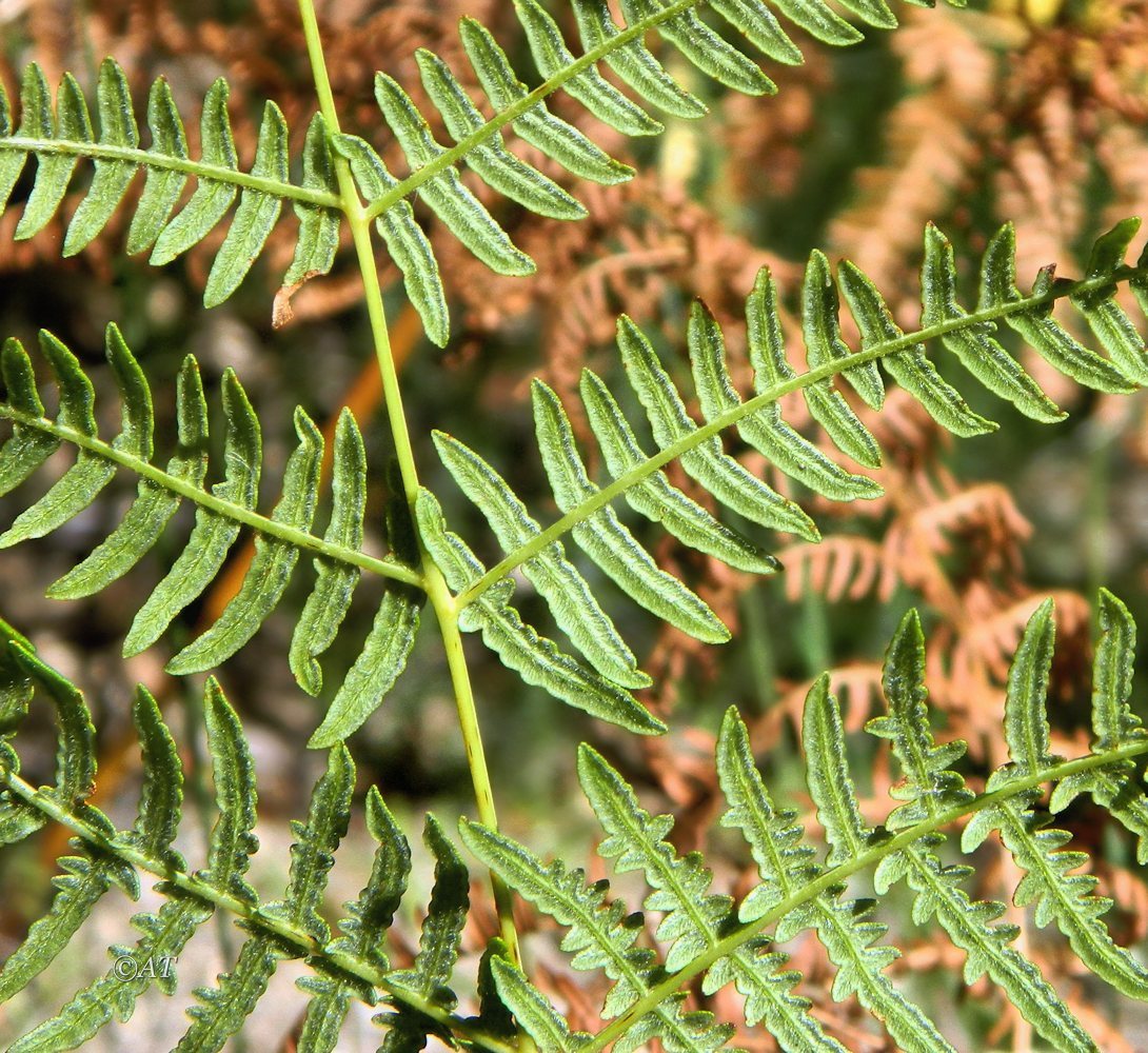 Изображение особи Pteridium aquilinum.