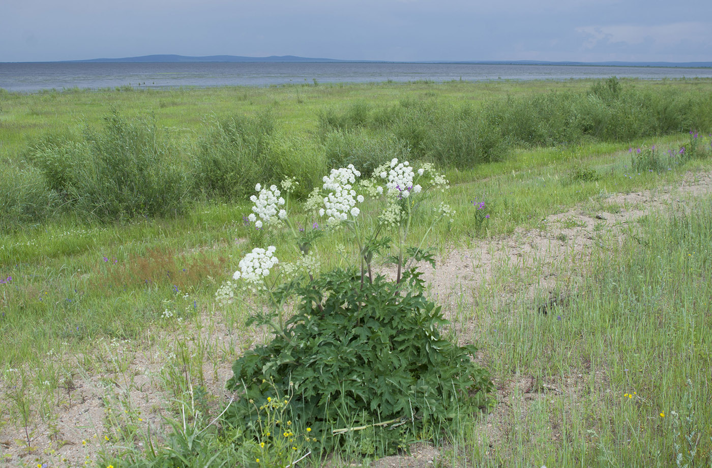 Изображение особи Heracleum dissectum.