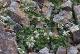 Lamium tomentosum