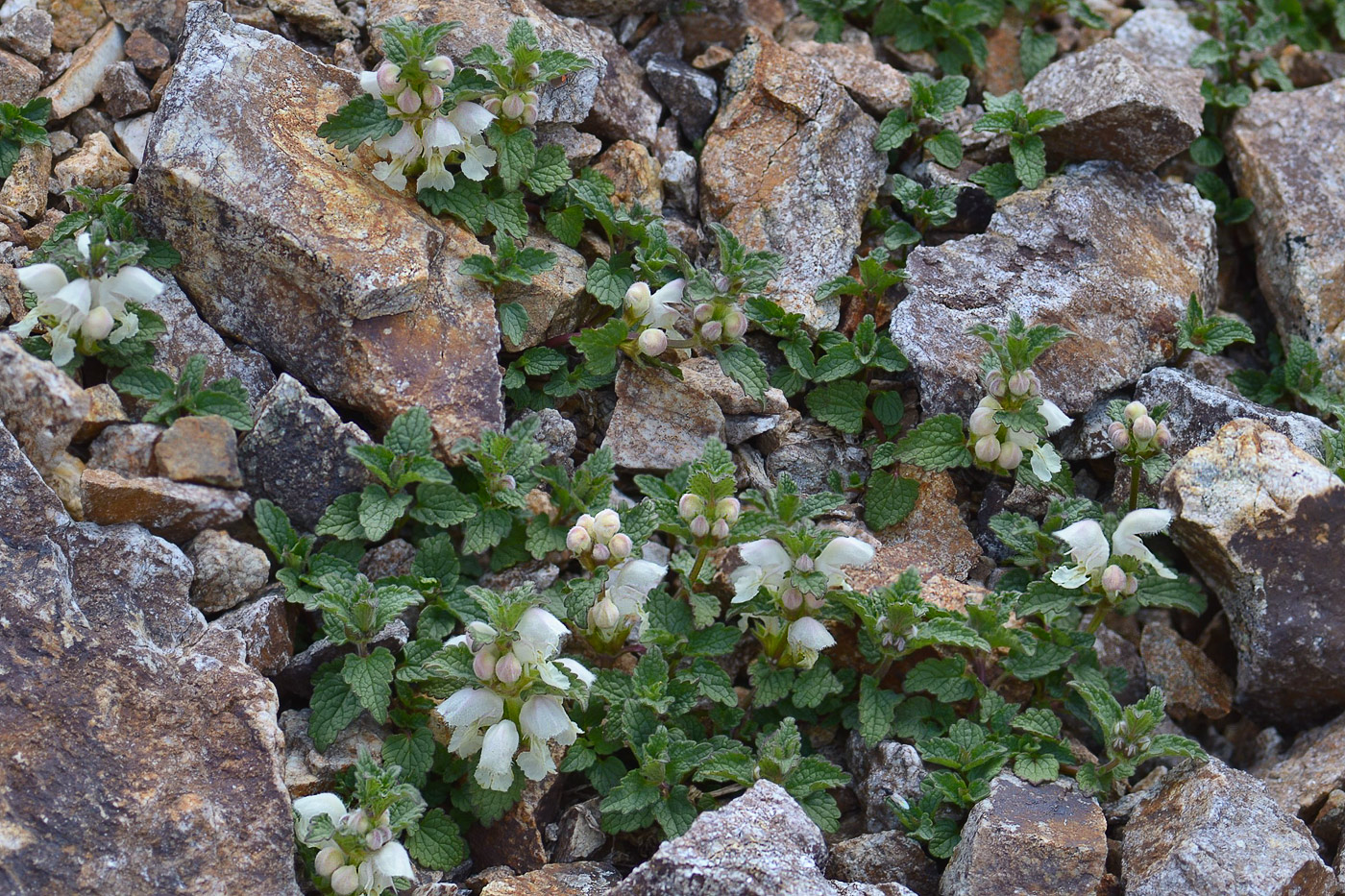 Image of Lamium tomentosum specimen.