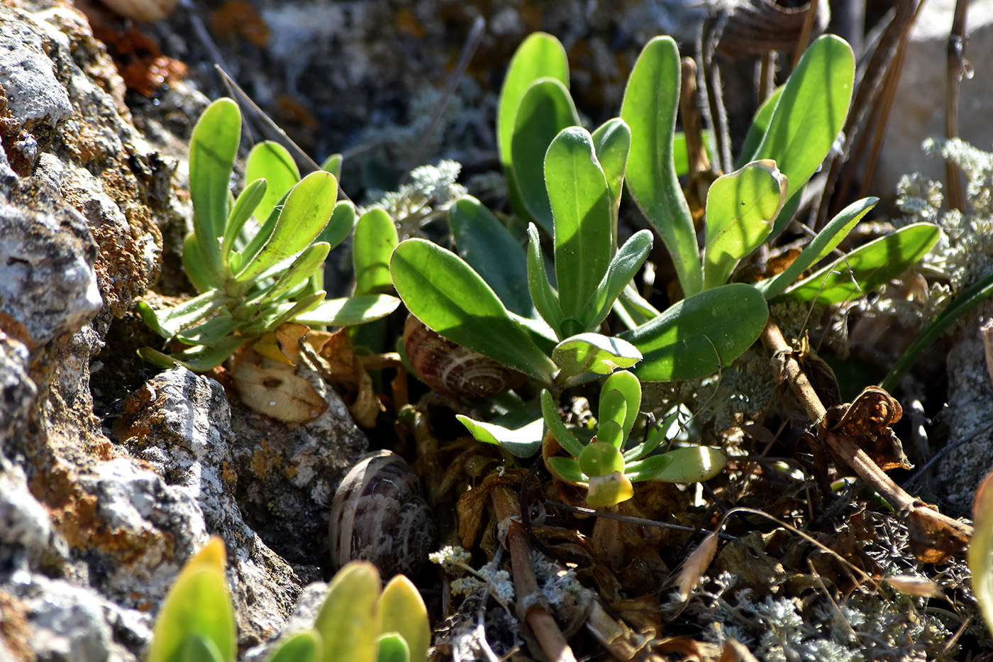 Image of Gypsophila perfoliata specimen.