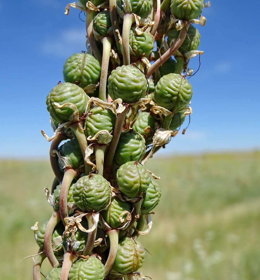 Image of Eremurus cristatus specimen.