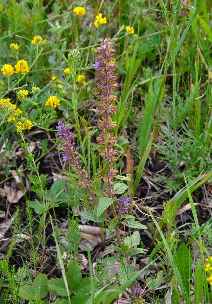 Image of Dracocephalum nutans specimen.